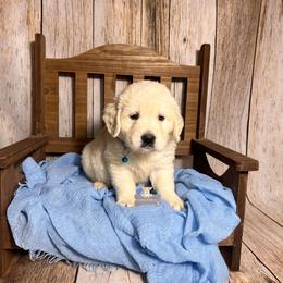 Brownie - Light golden male Golden Retriever puppy in Macks Creek, Missouri from Fluffy Buttz