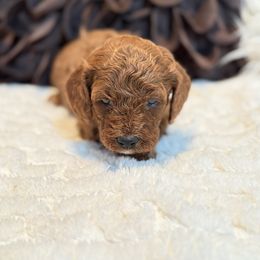 Taffy - Apricot male Cavapoo puppy in Mona, Utah from Hearts Full of Puppies