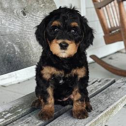 Kirby - Phantom female Bernedoodle puppy in Glenford, Ohio from Mi-De Doodles