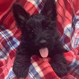 Scottish Terrier Puppies from 4 Scotts and a Do