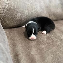 Boy 1 - Black tri male Toy Australian Shepherd puppy in Humansville, Missouri from Tater Tot aussies