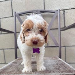 Purple collar - Tri-color female Australian Labradoodle puppy in Fontana, California from Grammy's Puppy Love doodles and poodles