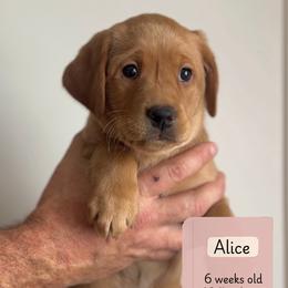 Alice - Yellow female Labrador Retriever puppy in Lonsdale, Minnesota from Cedar Ridge Labradors