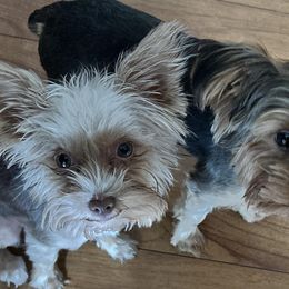 Yorkshire Terriers from Forest Yorkies