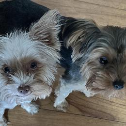 Yorkshire Terriers from Forest Yorkies
