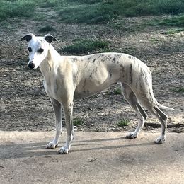 THELMA - Whippet