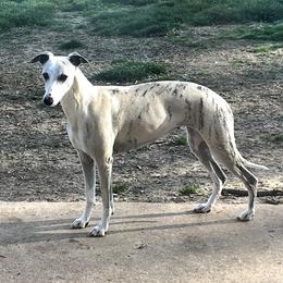 THELMA - Whippet