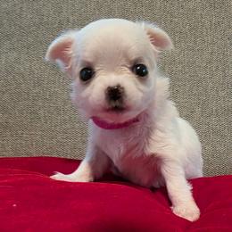 Padmé - Cream and white female Chihuahua puppy in Jacksonville, Florida from Precious Paws of Florida - Chihuahuas