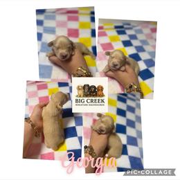 Georgia - Cream female Dachshund puppy in Durant, Oklahoma from Big Creek Mini Dachshund