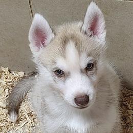 Siberian Husky puppies from Yuki Ookami Show Kennel