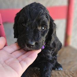 Sequoia - Black female Goldendoodle puppy in Tucson, Arizona from Ever After Doodles Arizona