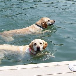Labrador Retrievers from Black's Family Labradors