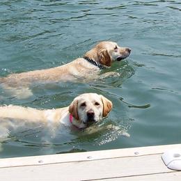 Labrador Retrievers from Black's Family Labradors