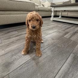 Green - Apricot male Goldendoodle puppy in Bakersfield, California from Lavish Doodles