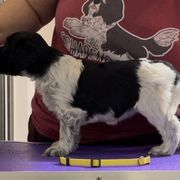 Biscuit - Schapendoes puppy in North Carolina from Wild Clover Schapendoes