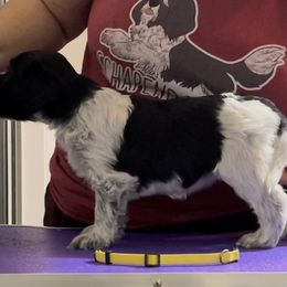 Biscuit - Schapendoes puppy in North Carolina from Wild Clover Schapendoes