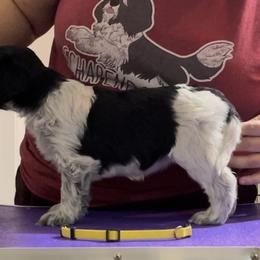 Biscuit - Schapendoes puppy in North Carolina from Wild Clover Schapendoes