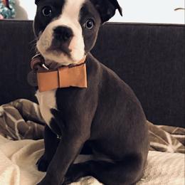 Mila - Seal and white female Boston Terrier puppy in Pahrump, Nevada from Lujan Ranch