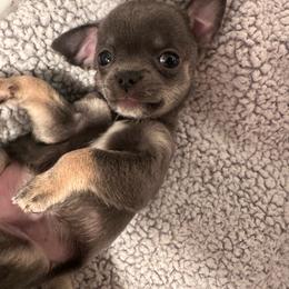Tommy - Blue and tan male Chihuahua puppy in Huntington Beach, California from Amy’s Chihuahuas
