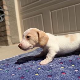 Blue Eyes Extreme Choc Based Red Dapple Piebald Female - Dapple female Dachshund puppy in Horizon City, Texas from Micah's Minis