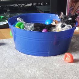 Miniature Schnauzer Puppies from A'Lord Miniature Schnauzer