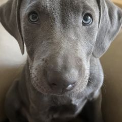 Blue Lacies from Doug’s Blue Lacy Puppies