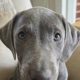 Blue Lacies from Doug’s Blue Lacy Puppies