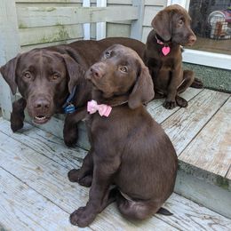 Labrador Retrievers from Ransone House Labradors