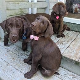 Labrador Retrievers from Ransone House Labradors