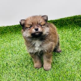 Nugget 1550 CKC - Chocolate parti male Pomeranian puppy in Douglas, Georgia from Heartland small breeds