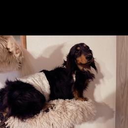 Dachshund puppies from L&B Lowriders