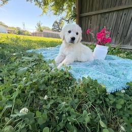 Buster - Light golden male Golden Retriever puppy in Paris, Texas from Paris Golden Puppies