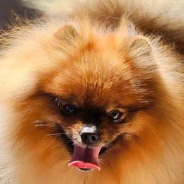 Petrol - Pomeranian