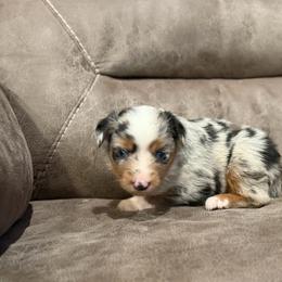 Gloria - Blue merle female Miniature Australian Shepherd puppy in Oronogo, Missouri from Dutton's Show Me Farms