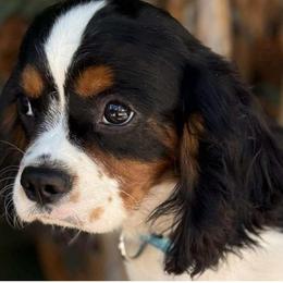 Charlie - Tri-color male Cavalier King Charles Spaniel puppy in Yuciapa, California from AlltheDoodlez_