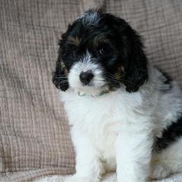 Bentley - Black and white male Bernedoodle puppy in Ogden, Utah from Stanger Farms