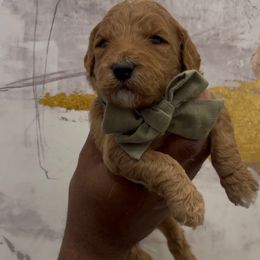 Snickerdoodle - Red  female Goldendoodle puppy in Richmond, Texas from Harper’s Heartbeats