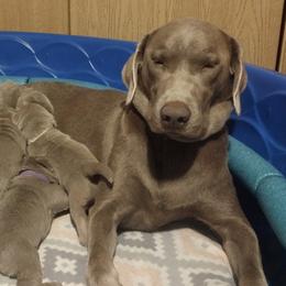 Dilute Retrievers and Labrador Retrievers from Fork Creek Labradors