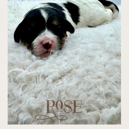 Rose - Tri-color female Cavachon puppy in Awendaw, South Carolina from LierChonPoo