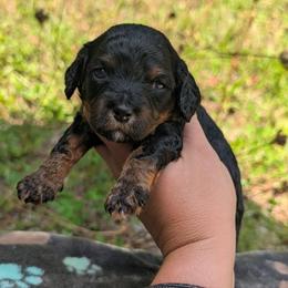 Autumn - Black and tan female Cavapoo puppy in Coshocton, Ohio from Forever Family Puppies