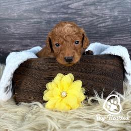 Sunny - Sable female Goldendoodle puppy in Utah County, Utah from Big Hearted Breeders