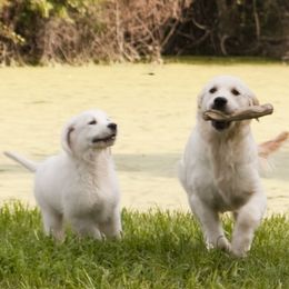 Golden Retrievers from Crescent Valley Goldens