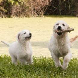 Golden Retrievers from Crescent Valley Goldens