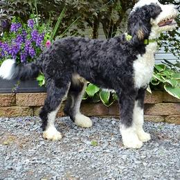 Bernedoodle, Poodle, and Sheepadoodle All Grown Up from TLC by the Lake Standard Poodle and Doodles