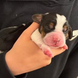 Millie - Black and white female Basset Hound puppy in Knoxville, Tennessee from Well Hounded Bassets