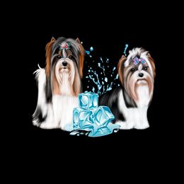 Biewer Terrier and Poodle Puppies from Ice Ice Baby Biewers & Poodles