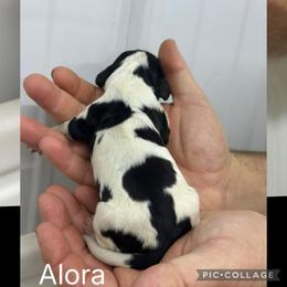 Alora - Black and white female English Springer Spaniel puppy in Winchester, Kentucky from Hidden Springs Farm