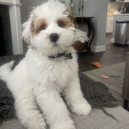 Bernedoodle All Grown Up from King's Doodles