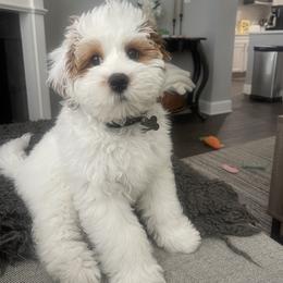 Bernedoodle All Grown Up from King's Doodles
