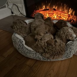 Assorted Doodle Crosses, Aussiedoodle, Bernedoodle, Goldendoodle, and Sheepadoodle Puppies from Happy Top Doodles